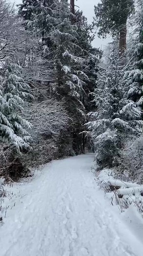 Insert your favourite fantasy world here but make it ❄️ winter ❄️ #snowyforest #forest #snow #booktok #fantasybooks #winterwonderland