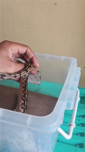 Snake Tiger python, doesn't want to eat at all || is it waiting for its skin to change? #foryou