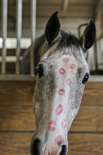 554K views · 31K reactions | Hae You Kissed One Of These Today?? - I Have ;-) | Stable Express | Facebook