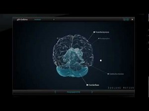 Exploring the Brain in 3D