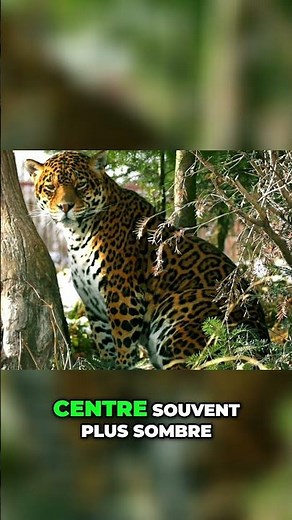 Le Jaguar: Maîtrise de la survie dans la jungle dense! #Jaguar #FauneSauvage #Jungle #Prédateur