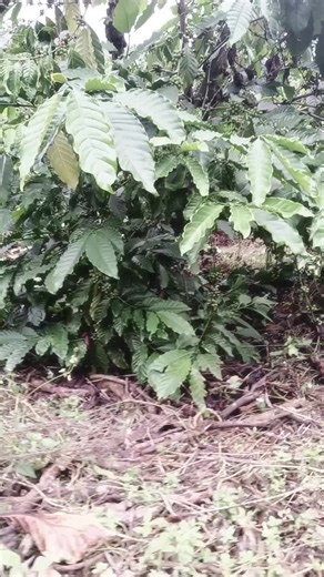 lệ nguyen trên TikTok