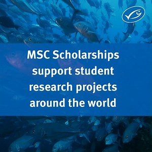 8.1K views · 18 reactions | So you want to save the ocean? Our MSC Scholarship fund for undergraduate & graduate student projects is open for another year – watch how our students help us save the ocean  | Marine Stewardship Council - MSC | Facebook