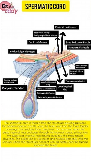 Spermatic Cord #anatomy #humananatomy #humanbody #medicalanimation