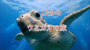 ウミガメの旅17分！ダイビング沖縄