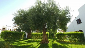 Big olive tree in the house garden