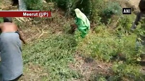 533K views · 2.9K reactions | Watch: Woman with help of locals catches huge python from fields in Meerut | The Times of India | Facebook