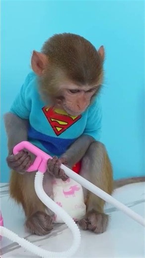 Monkey Baby #fun #funny #funnyvideo #monkeyfunny #monkeyfunnyshort