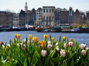 When and Where to see Tulips in the Netherlands - Witte Travel