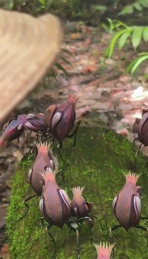 Jamaican Rosebud Walkers