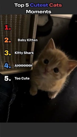 Ranking the Top 5 Cutest Cat Moments Ever 😻 #cute #cats