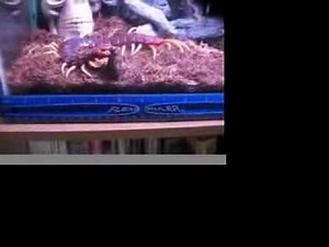WORLD'S LARGEST CENTIPEDE! 13 INCHES! MEET "BABY" !