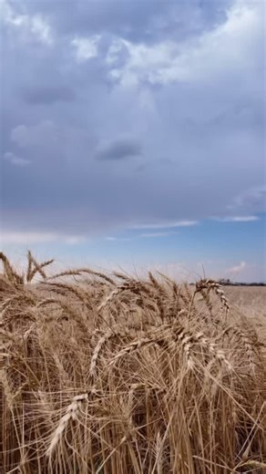 Season Four begins November 11th! Listen wherever you get your podcasts. Produced in collaboration with Winnett ACES with support from the Plank Stewardship Initiative, World Wildlife Fund, Headwaters Foundation and American Farmland Trust | Reframing Rural