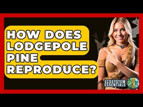 How Does Lodgepole Pine Reproduce? - Ecosystem Essentials