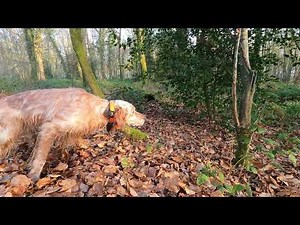 chasse bécasse setters anglais