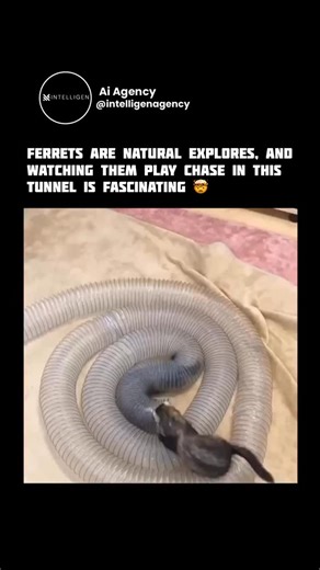 Ai Agency on Instagram: "Follow @intelligenagency for the best nature, animal, planet, and geography content Ferrets are natural explorers, and watching them play chase in this tunnel is fascinating because it showcases their highly specialized anatomy. As members of the Mustelid family—the same group as weasels and otters—ferrets are evolutionarily designed for underground life. Their long, flexible spines and “slinky-like” bodies allow them to navigate tight, winding spaces that would be impos