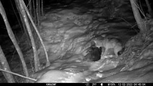 559K views · 4.2K reactions | Myth vs. Reality: Do wolves always hunt...