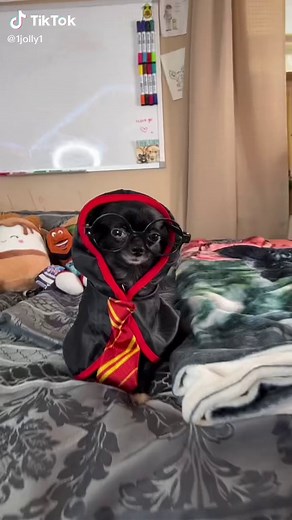 Magical Dog Food Pudding Recipe