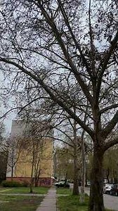 Az ösvény az iskolás szememmel. #lélek #természet #fa