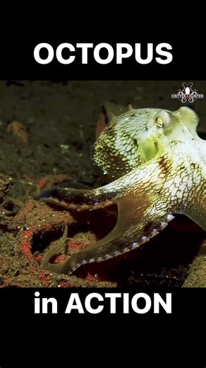 Watch the octopus in action as it effortlessly navigates its environment, demonstrating its remarkable agility and intelligence. #octopus #ocean #nature | Critter Hunter