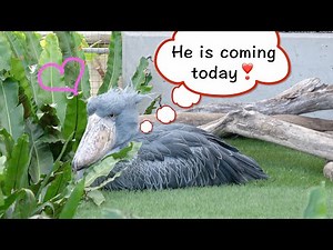 【Futaba, the Shoebill】Memories of Futaba part 7 "A special day for Futaba?"