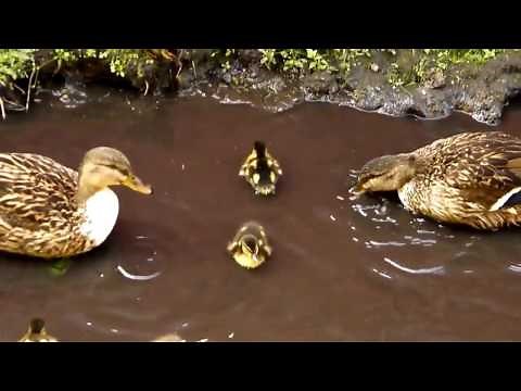 Дикие утки в домашних условиях (устами первоклассника))