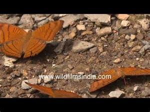 Tabby butterflies mud-puddling in the Himalaya