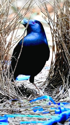 3.4K views · 575 reactions | Captivating Courtship: Male Satin...