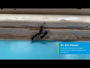 Controlling Carpenter Ants with Optigard Ant Gel Bait