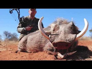 Bow Hunting African Arrow Safaris big Warthog