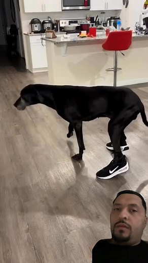 The Dog ready to hoop 😂😂😂 | The Internet Hooper