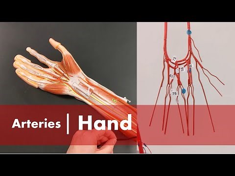 Arteries of the Hand