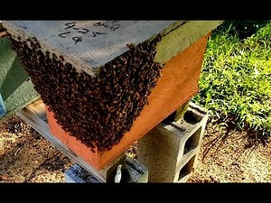 Swarm Of Bees Invade New Honeybee Colony