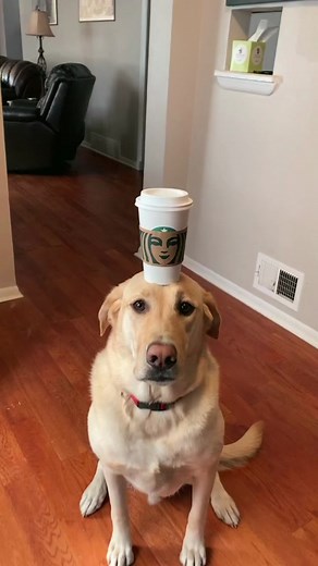 Collab with Dexter the Balancing Dog | Puppy Songs Theme Song