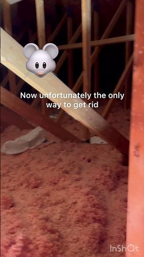 Attic invaded by mice 🐭🤯 #pest #pestcontrol #homeinspection #homemaintenance #ottawahomes