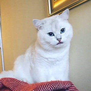 63K views · 3.9K reactions | Did you seriously just film me during bath time?? Credit: cobythecat | Wonderful Cats | Facebook