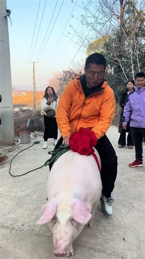 Friends what do you think of this pig riding Please give me your opinions#Ride a pig#Funny