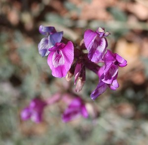 Astragalus zionis - Alchetron, The Free Social Encyclopedia