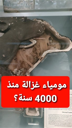 سر مومياء الغزالة في مصر القديمة! 🦌✨