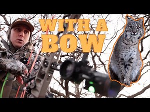 Bobcat With A Mathews Bow