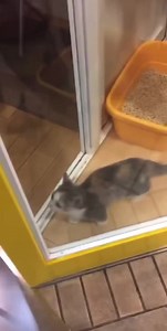 3.9K views · 170 reactions | Con flores te llevaste mi tristeza con colores  | John Salsa IX | Facebook