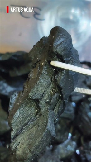 Spring tails ningalk veno ??? Call 9207425061 #springtails #terrariummalayalam #terrarium