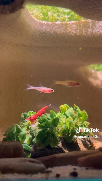 I’ve always loved unique aquarium aesthetics, so I built this freshwater cave to make my tank feel like a hidden underwater world. If you’re looking for fresh fish tanks aquarium ideas, this could inspire your next fish tank setup! Would you add a cave like this to your aquarium? #aquascape