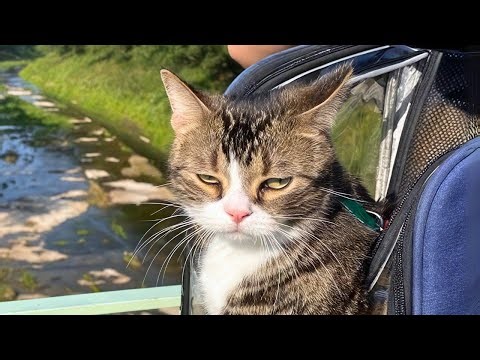 The Most DRAMATIC Cats Freak Out Over Nothing! 😂 Best Funny Cats Videos