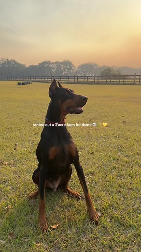 Memorable Moments with My Pets on the Farm