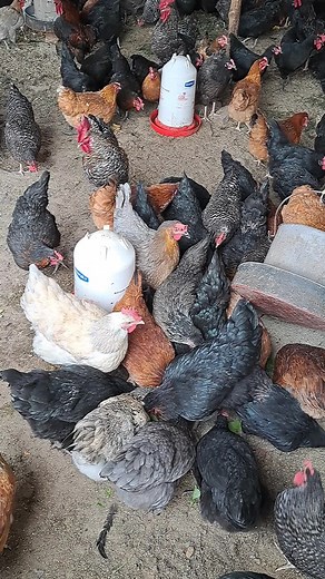 Local Poultry Farming in Uganda: Get One Day/Month Local Chicks & Fertilised Eggs