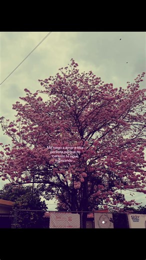 #fpy #contenido #parati