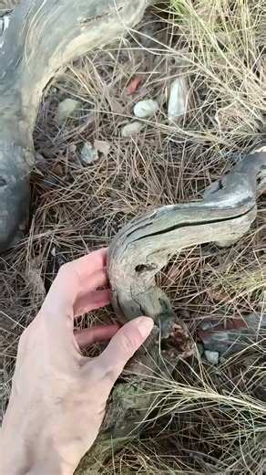 Can Gaia continúa 🌿 Una nueva etapa