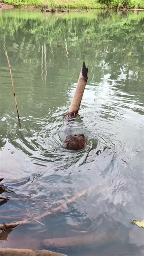 Yoyo Supriatna: Mitos dan Kepercayaan Mistis