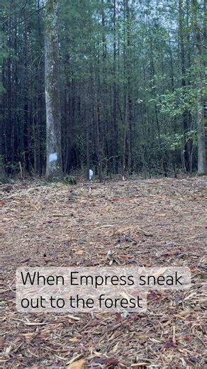 Empress white cat always trying to sneak out when I open my backyard door